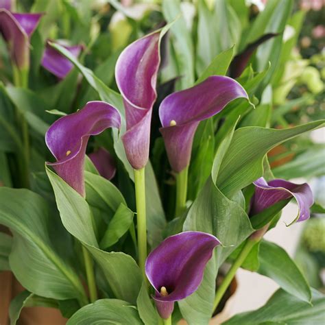 calla lily outdoors