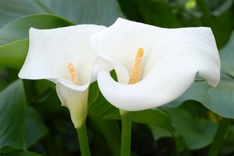 calla lily outdoors