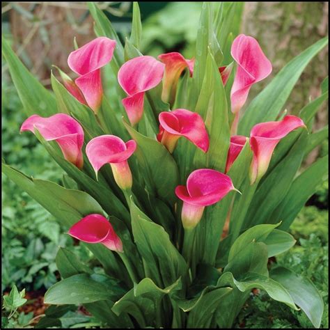 calla lily perennial