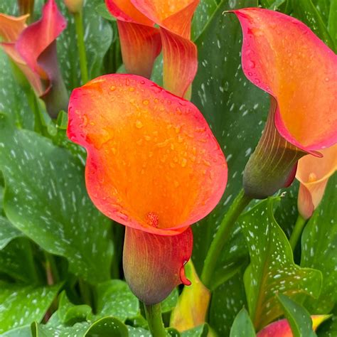 calla lily sun