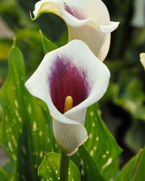 calla picasso
