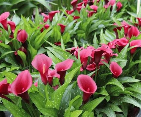 calla royal valentine