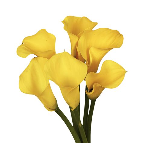 calla yellow honeycomb