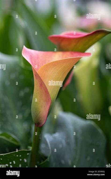 callalicious lily