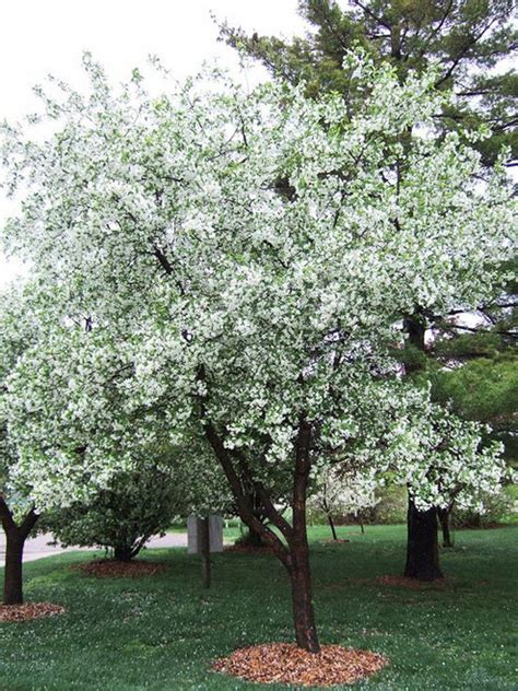 callaway crabapple