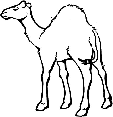 camel coloring pages