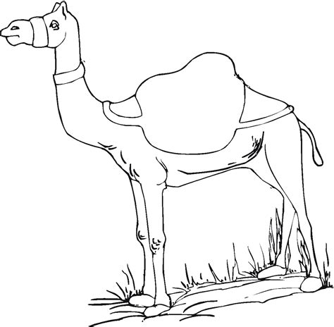camel colouring