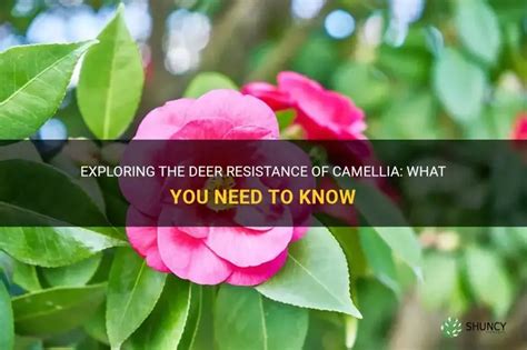 camellia deer resistant