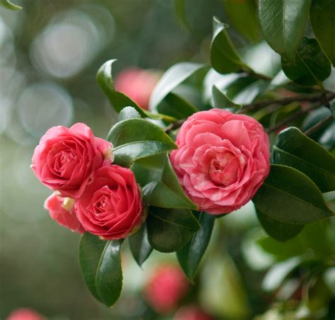 camellia trees
