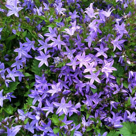 campanula blue
