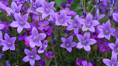 campanula companion plants
