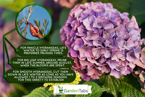 can hydrangeas be cut back hard