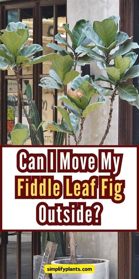 can i put my fiddle leaf fig outside in summer