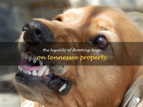 can i shoot on my property in tennessee