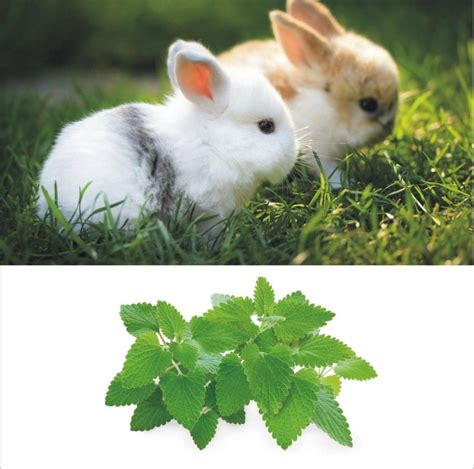 can rabbits eat catnip