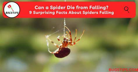 can spiders die from falling