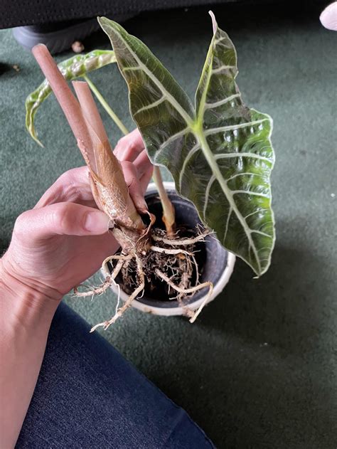 can you propagate elephant ears