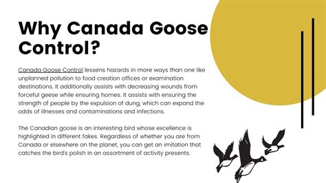 canada goose control