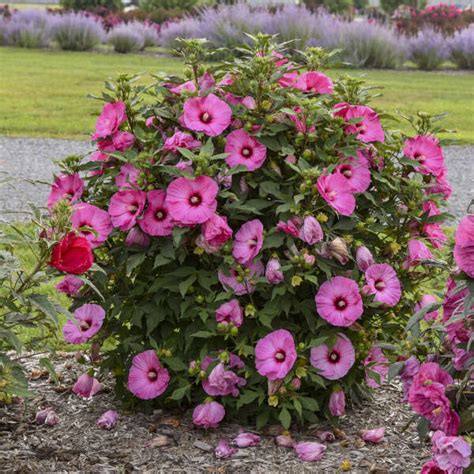 candy crush hibiscus