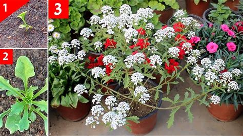 candy plants