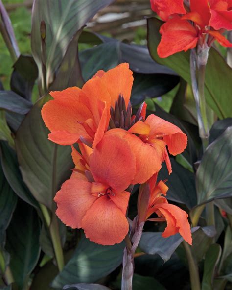 canna cannova bronze orange
