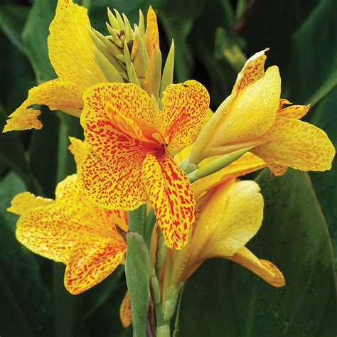 canna flower bulbs