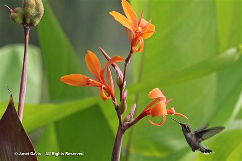 canna hummingbird