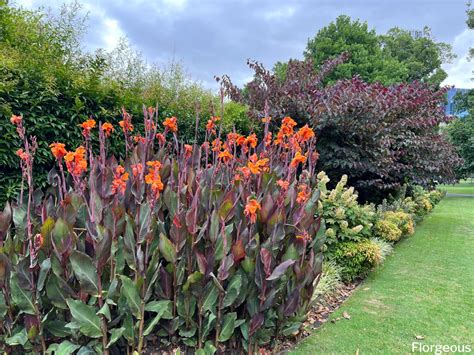 canna lily companion plants