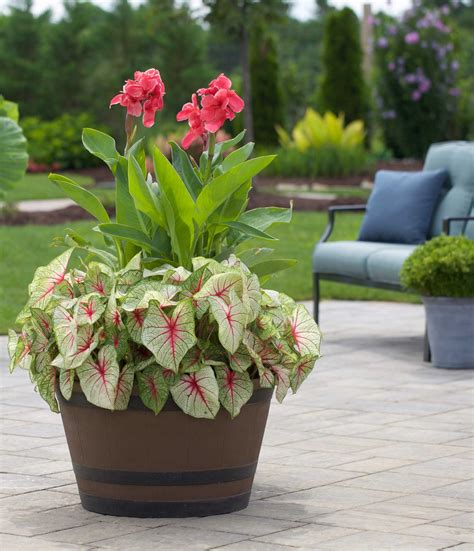 canna lily in pots