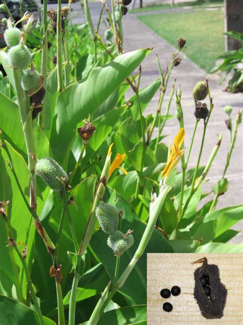 canna lily seeds