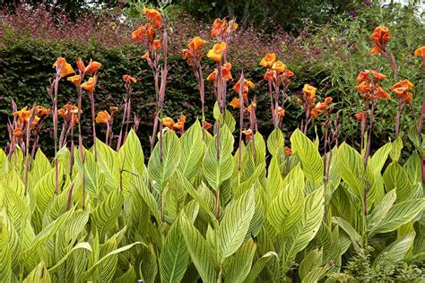 canna perennial