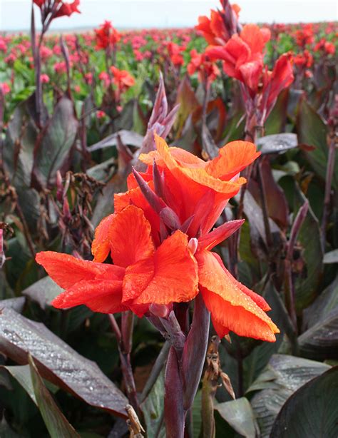 canna red king humbert