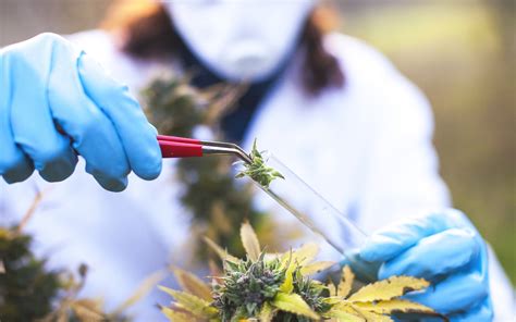 Cannabis Research