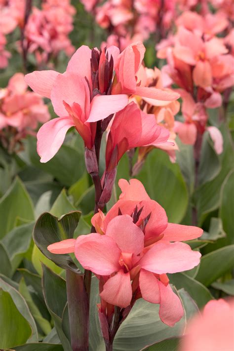 cannova canna lily