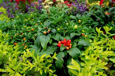 The Ultimate Guide to Capsicum Companions: How to Grow Your Best
Peppers Yet