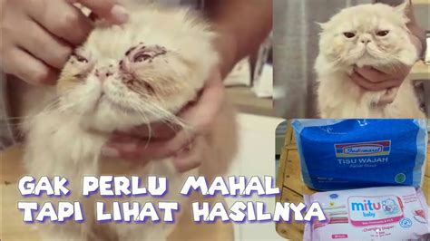 cara membersihkan mata kucing persia dengan lembut