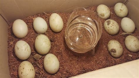 cara menetaskan telur bebek dengan kandang di lampu in indonesia