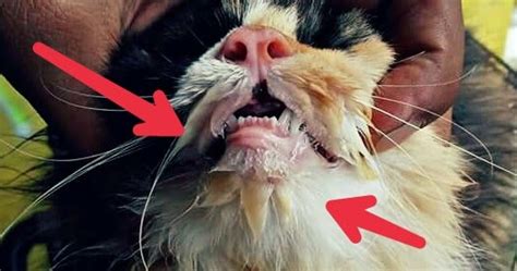 cara mengatasi bau mulut pada kucing