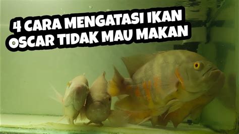 cara mengatasi ikan oscar tidak mau makan