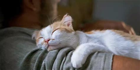 cara mengatasi kucing tidur terus dan tidak mau makan