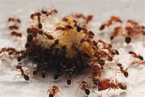 cara mengatasi semut merah