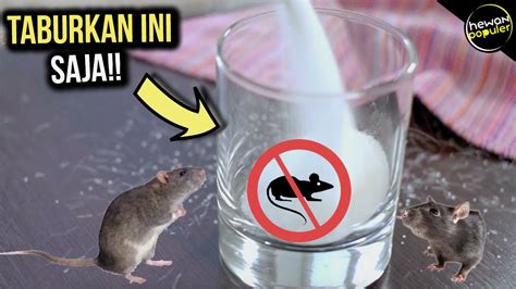 cara mengatasi tikus curut di rumah