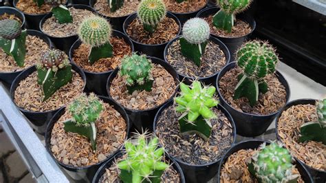 Cara merawat pohon kaktus