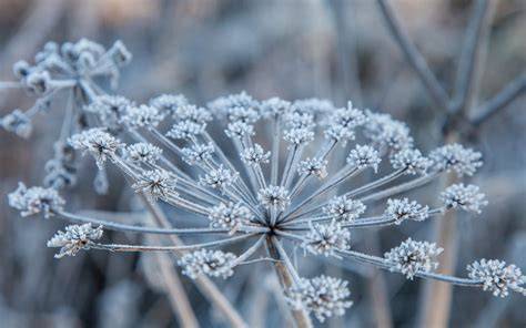 caraway winter care