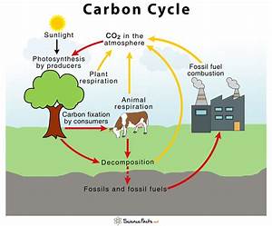Carbon dioxide cycle