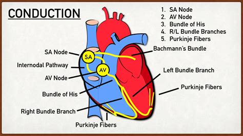 Cardiac Conduction System Flow Chart