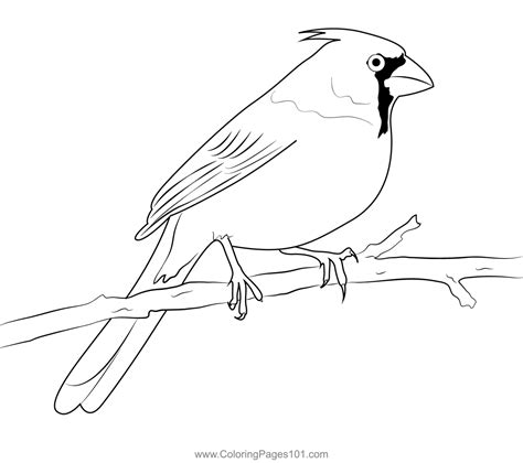 cardinal bird coloring pages