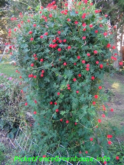 cardinal climber seeds