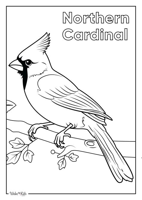 cardinal coloring page