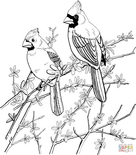 cardinal coloring pages